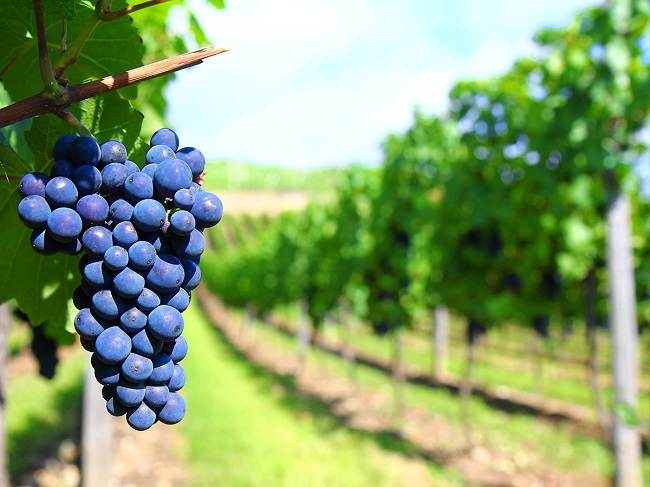 Dia Mundial do Lambrusco