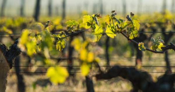 Vinhos biodinâmicos