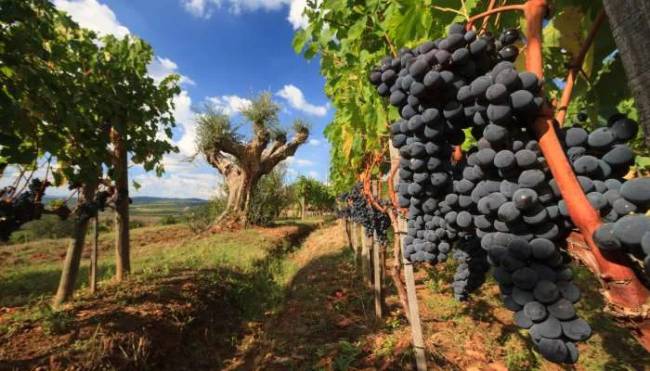 Vinho Brunello di Montalcino