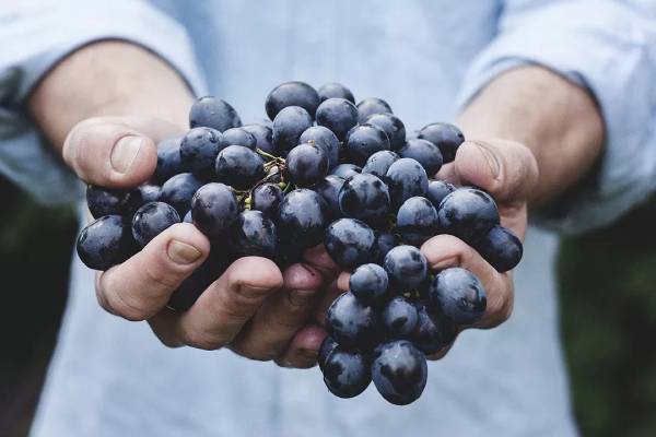 Tipos de Uvas