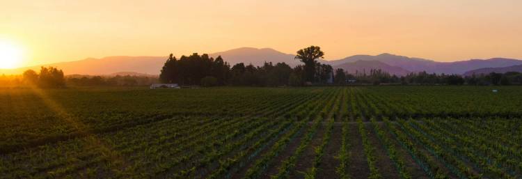 Vinho sol de chile