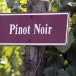 Dia Internacional da Pinot Noir