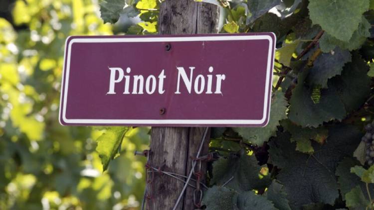 Dia Internacional da Pinot Noir